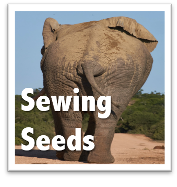 Sewing Seeds